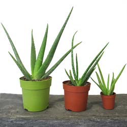 Aloe vera / Aloe barbadensis